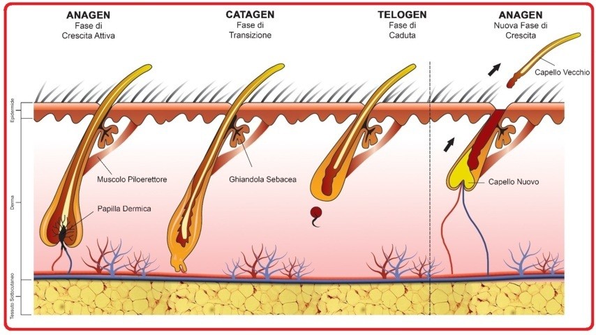 ciclo vitale Tricholos