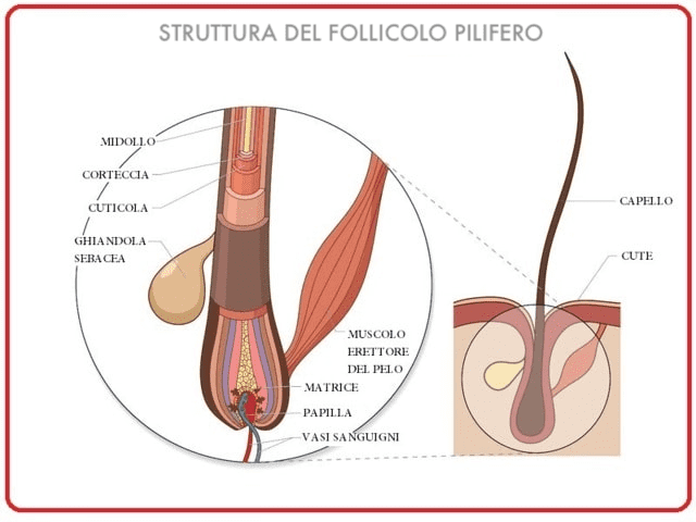 Struttura del follicolo Tricholos